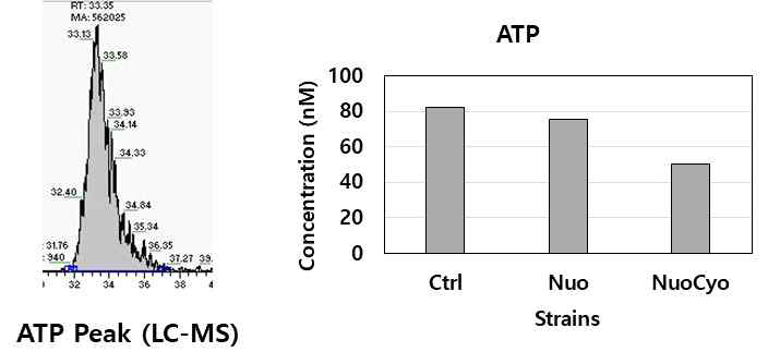 전자전달계 돌연변이 균주에서의 ATP 정량데이터