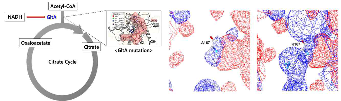 NADH에 의한 gltA활성 저해와 GltA mutant의 Electrostatic potential fields의 변화