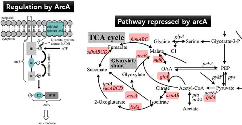 ArcA의 조절 기작과 영향을 받는 Regulon
