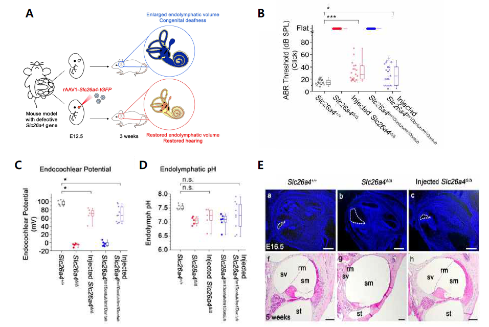 AAV를 이용한 Slc26a4 유전자 결핍을 교정 후에 회복된 청력(B)과 내림프전위(C), 내림프 pH(D), 그리고 내림프 수종(E)