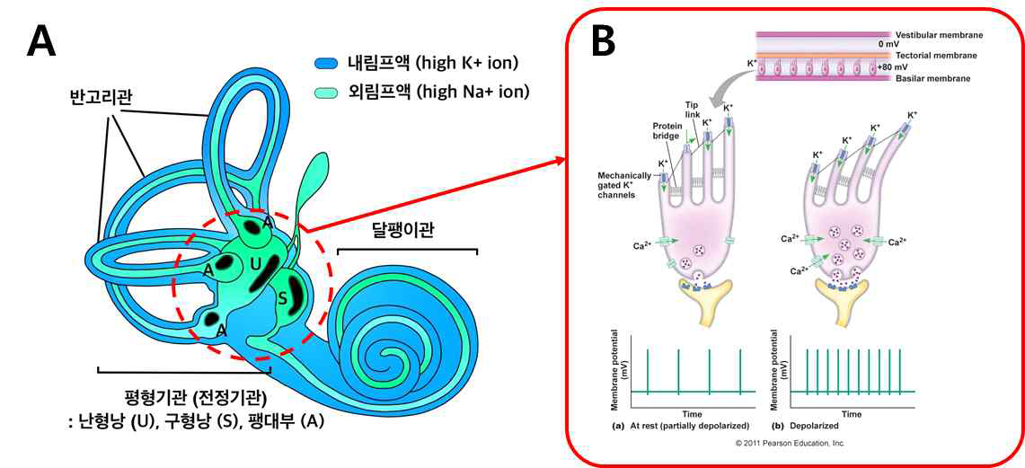 내이의 평형기관 부속기의 해부학적 구조(A)와 내림프의 높은 K+ 농도에 의한 감각상피의 탈분극