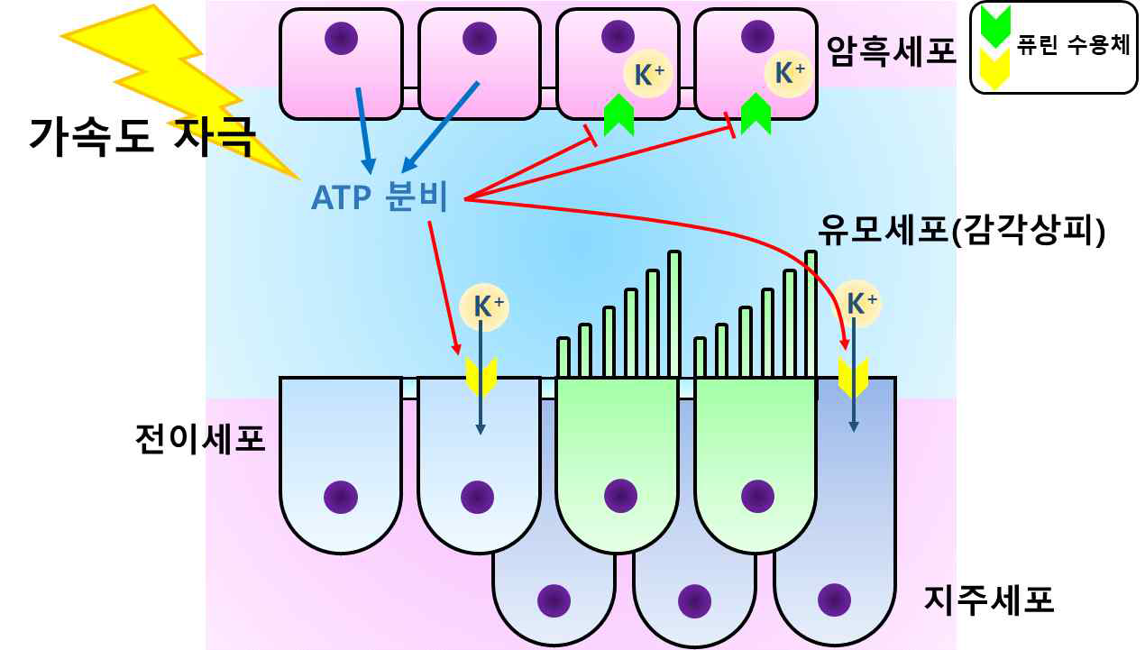 내이 평형기관에서 퓨린수용체의 역할 (가설). 가속도 자극 시 분비된 ATP가 퓨린수용체를 자극하면 감각상피 주변세포에서 양이온(주로 K+ 이온)의 분비를 저하하고 내림프 내의 양이온 흡수를 촉진하여 감각세포를 보호하는 기능을 할 것이라 사료된다