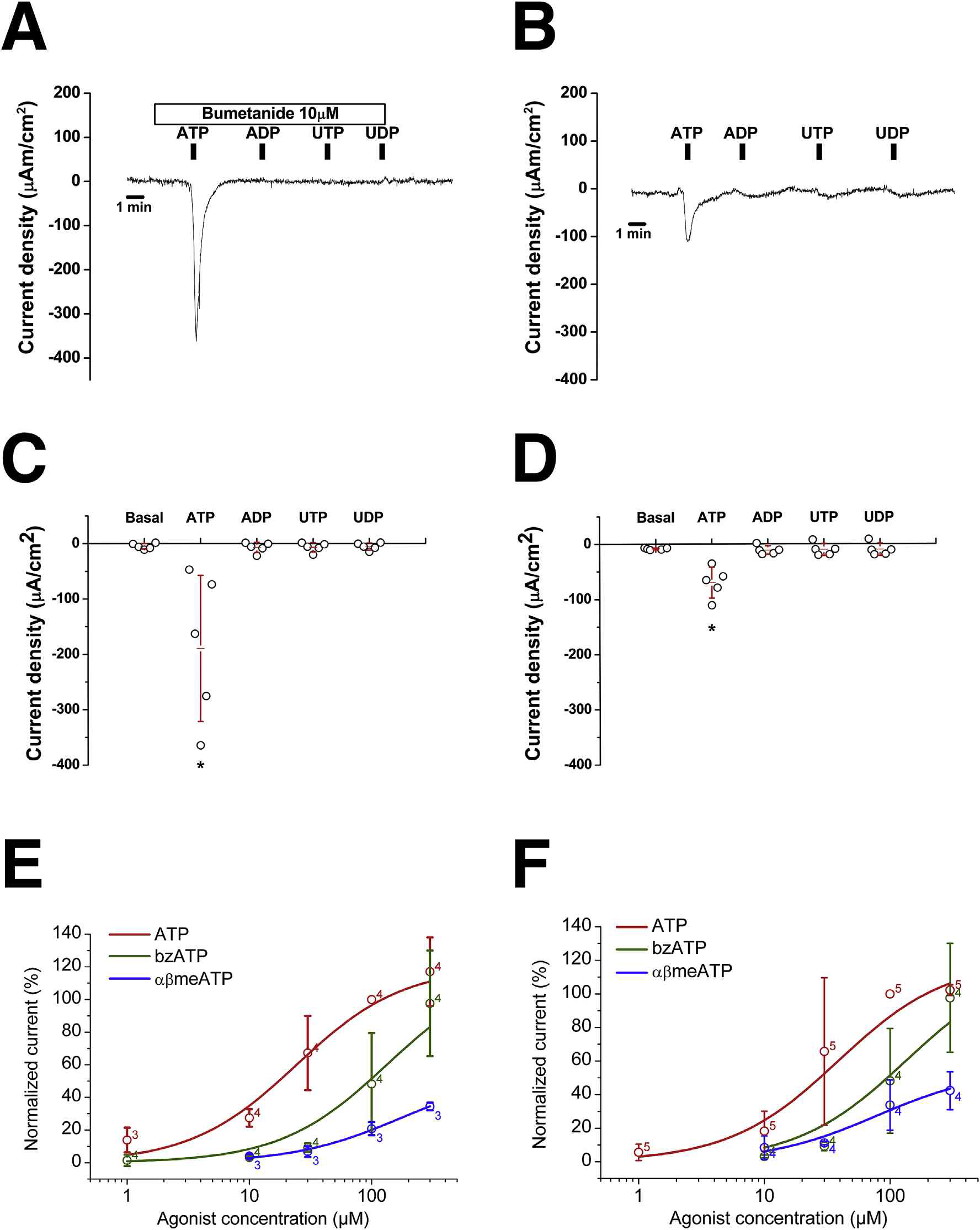 난형낭의 전이세포(A, C, E)와 난형낭반(B, D, F)에서의 퓨린기 자극 시 Isc 의 변화. 각 부위에서 발생한 유도전류는 P2X2와 P2X4의 약리학적 특성과 유의하게 나타났다