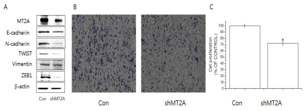 MT-2A knockdown PC3 세포주의 전립선암 증식 및 전이에 대한 영향 조사. (A)웨스턴 블롯 (B) Migration assay (C) 세포증식