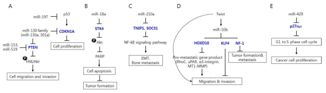 MT-2A의 miRNA 수준의 전립선 암 증식 및 전이 예상기전