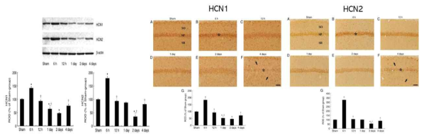 허혈 후 해마에서 HCN1, HCN2의 발현 변화