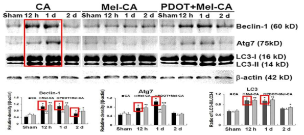 심정지 후 소뇌에서 자가포식성 사멸 인자(Beclin-1, Atg7, LC3) 웨스턴블랏 결과