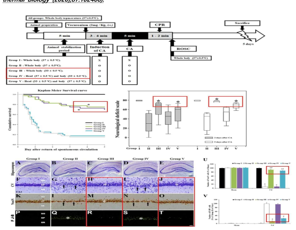 심정지 후 몸 영역별 치료적 저체온 적용 방법에 따른 해마 신경세포 보호