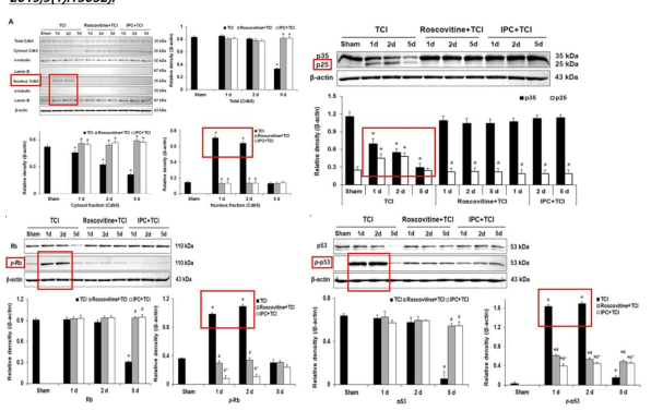 허혈 후 해마에서 cdk-5, p25, p-p53, p-Rb의 발현 변화