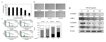 Effects of Cultivated Orostachys japonicus A. berger 70% EtOH extract (70% CE) on cell proliferation and cell cycle arrest of HUVECs. (A) After 24 h of incubation with 70% CE, cell viability ratio was determined by SRB assay. (B) Cell morphology was visualized by inverted microscopy (×200). (C) Cell cycle and (D) western blot analysis are performed as described in materials and methods. Cells were treated with 70% CE (5-80μg/mL) for 24 h