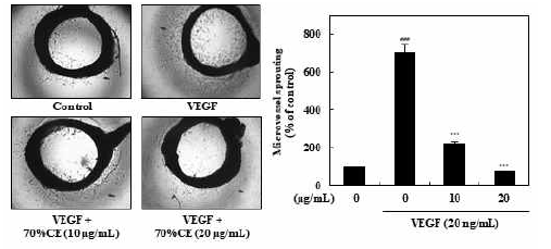 Effects of 70% CE on VEGF-induced microvessel sprouting ex vivo. Aortic rings isolated from Sprague-Dawley rats were incubated on matrigel-coated 96-well plates and treated with VEGF in the presence or absence of 70% CE. After incubation for 6 days, representative aortic rings were photographed (magnification,×200). Sprouts from rings were scored from 0 to 5 in a double-blind manner