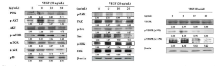 Effects of 70% CE on the expression and phosphorylation level of VEGFR2, PI3K, AKT, mTOR, FAK, p38, Src, and ERK in HUVECs. HUVECs were treated with or without 70% CE for 2 h, followed by VEGF treatment for 1 h, after which total cell lysates were subjected to detect expression levels of proteins by Western blotting assay