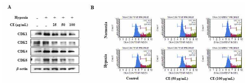 Effects of CE on cell cycle of hypoxia-induced RC-58T/h/SA#4 prostate cancer. (A) Western blotting, (B) cell cycle analysis