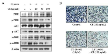 Effect of CE on hypoxia-induced expression and phosphorylation levels of PI3K, AKT and mTOR