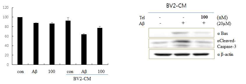 PCAF에 의한 p65 acetylation 조절 및 tellimagrandin의 inflammation response억제 효과