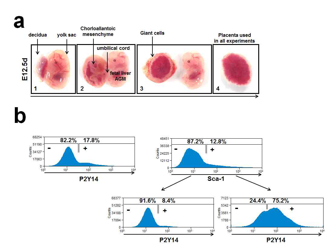 E12.5d 태반 내 조혈줄기 세포의 P2Y14발현 양상 확인. (a) E12.5d 태반 분리. (b) E12.5d 태반 내 Sca-1+ 세포에서의 P2Y14 발현 정도 비교