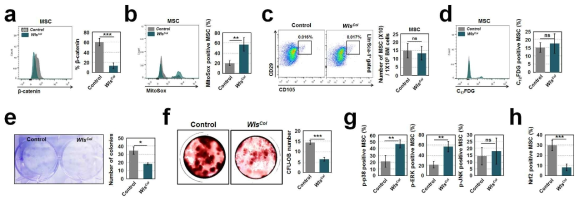 젊은 Wls knock-out 생쥐 골수 내 중간엽줄기세포 기능적 활성 분석
