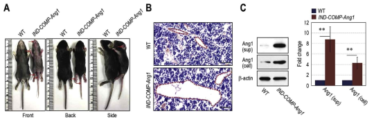 COMP-Ang1 과발현 유전자적중 생쥐의 표현형과 골수내 거대한 혈관생성 확인