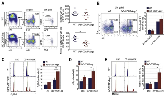 COMP-Ang1 과발현 유전자적중 생쥐에서 나타나는 조혈줄기세포의 노화 분석