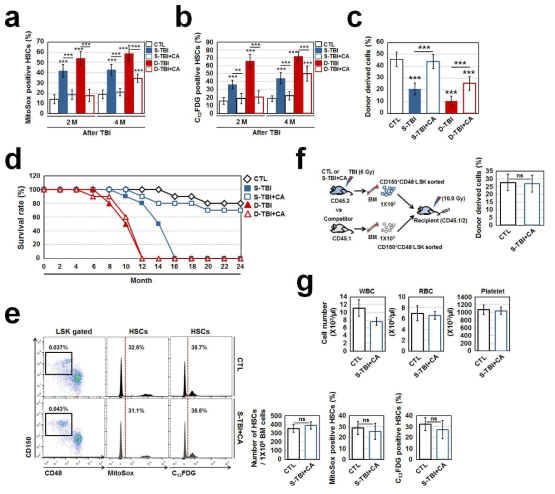 반복적 조사에 노출된 생쥐에서 항상제 처리에 따른 조혈줄기세포 조절 양상 분석. (a) 조혈 줄기세포 내 MitoSox 발현량 변화. (b) C12FDG 발현량 변화. (c) transplantation실험을 통한 donor세포의 repopulating capacity 분석. (d) 동물 생존률 확인. (e) CA처리 후 생존한 생쥐에서의 MitoSox 및 C12FDG 발현량 분석. (f) CA처리 후 생존한 생쥐의 조혈줄기세포 이식에 따른 repopulating capacity 분석. (g) CA처리 후 생존한 생쥐의 조혈줄기세포 이식에 따른 recipient 생쥐의 조혈생성 능력