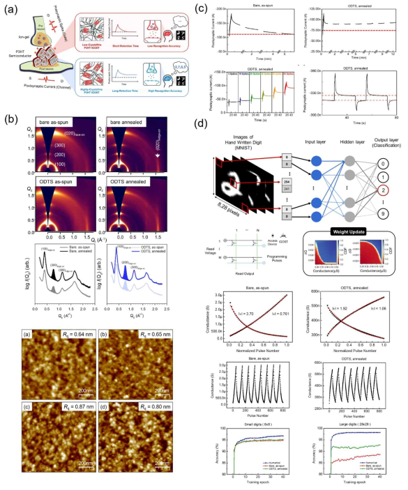 (a) 단기/장기 기억 특성을 가지는 시냅틱 소자 개략도, (b) 계면 엔지니어링을 통한 P3HT 채널층의 자기조립 구조의 2D GIXD 및 AFM 모폴로지, (c) P3HT기반 시냅틱 소자의 구동, (d) 7×7 시냅틱 소자 어레이를 이용한 손글씨 인지(recognition) 결과