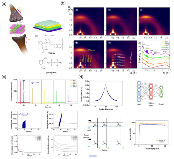 (a) 시냅틱 소자 개략도, (b) PIIG-Np 채널층의 자기조립 구조의 2D GIXD , (c, d, e) 시냅틱 소자의 구동, (f) 시냅틱 소자와 triboelectronic 소자를 활용한 인공 음파센서 개략도 및 구동
