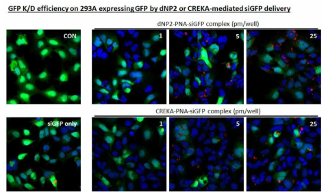 Analysis of eGFP silencing effect by dNP2 or CREKA-PNA-siGFP-ssCy3