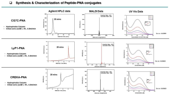 Synthesis and characterization of CPP-PNA conjugates. Purification of CPP-PNA conjugates by HPLC (left) and molecular mass characterization of CPP-PNA conjugates by MALDI (middle). To get concentrations, absorbance of known concentration by mass was measured by UV-visible spectrophotometer and linear fit of absorbance peaks were chosen to calculate exact extinction coefficient