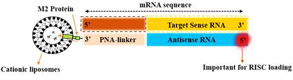 Description of M2-PNA-siRNA drug construct