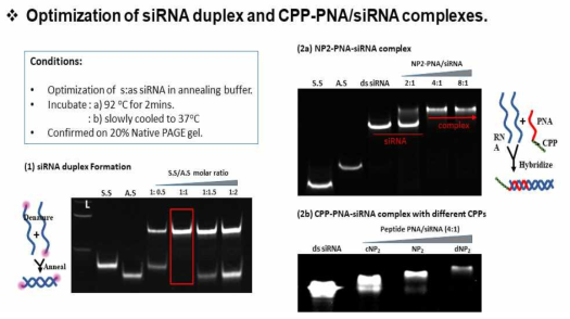 Gel electrophoresis image of siRNA duplex with increasing antisense strand (1). Gel electrophoresis images of delivery complexes formed from siRNA and the CPP-PNA conjugates (2a) concentration optimization of CPP-PNA conjugates and siRNA (2b) complex formation of cNp2- PNA, Np2- PNA, dNP2- PNA and siRNA duplex at optimal molar ratio