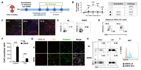 CXCL12-DsRED 마우스를 이용한 DNFB 감작 실험 결과. (A) 실험 스케줄. DNFB 감작 후 (B) 시간별 귀 두께의 변화 그래프와 (C) In vivo live imaging 결과, (D) 유세포 분석을 통한 CXCL12 발현 세포의 변화와 (E) 동일한 세포에서 Fibroblast와 T cell의 비율을 확인함. (F) DNFB 재감작 전후 Fibroblast와 T cell의 수 변화. (G) 면역형광염색을 통한 CXCL12 발현 CD3 T cell과 Fibroblast의 확인. (H) DNFB 감작 마우스의 피부 조직과 림프절에서 단일세포를 추출하여 NKT 세포의 비율을 확인하고, (I) 동일한 NKT 세포에서의 CXCR4 발현을 확인함