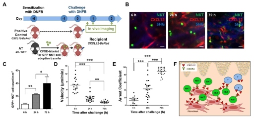 CXCL12 발현 세포와 CXCR4 발현 NKT 세포의 관계 규명. (A) 실험 스케줄. (B) NKT 세포를 adoptive transfer 한 DNFB 감작 마우스의 DNFB 재감작 후 in vivo live imaging 이미지와 (C) NKT 세포 수의 변화 그래프. (D) NKT 세포의 이동 속도와 (E) 비이동 계수에 대한 그래프. (F) CXCR4-CXCL12의 연관성에 대한 모식도
