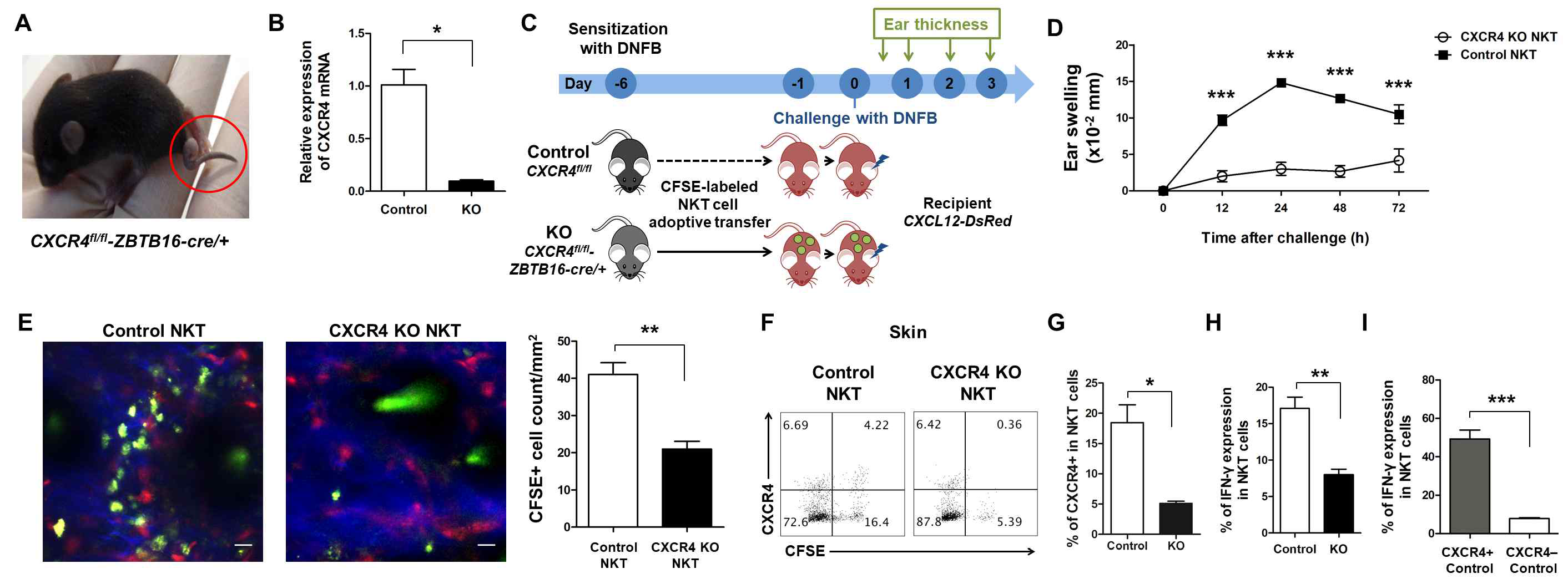 CXCR4fl/fl-ZBTB16-cre/+ 마우스를 이용한 DNFB 감작 실험 결과. (A) 구축된 마우스 이미지와 (B) qRT-PCR을 통한 CXCR4 발현 억제 확인. (C) 실험 스케줄. (D) DNFB 재감작 후 귀 두께 변화 그래프. (E) in vivo live imaging 이미지와 NKT 세포 수의 비교. (F, G) 정상 마우스와 CXCR4 억제 마우스의 피부 내 NKT 세포의 CXCR4 발현 비교와 (H, I) 해당 NKT 세포에서 IFNg 발현을 비교한 그래프