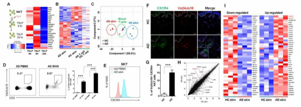 아토피 피부염 환자 NKT 세포에서 CXCR4 발굴 (A) 아토피피부염 환자 혈액에서 분리한 NKT 세포에 TSLP (50ng/mL)를 6시간, 또는 24시간 처리하여 proteomics 분석을 시행함. 이후 microarray를 진행하여 proteomics 결과와 증가/감소가 일치하는 유전자 중에서 CXCR4를 타겟으로 설정함. (B) Microarray를 통해 정상과 아토피피부염 환자의 피부와 T cell 간의 차이를 비교함. T cell보다 피부에서 아토피피부염 유무에 따른 유전자 발현 양상이 극단적인 차이를 보임. (C) MDS 분석을 통해서도 같은 양상을 확인함. (D) Flow cytometry를 통해 PBMC와 피부 병변에서 NKT 세포를 확인함. 정상과 아토피피부염 환자 모두 PBMC 보다 피부에서 NKT 세포가 증가되어 있으며, 아토피피부염 환자에서 좀 더 증가되어 있음. NKT 세포에서 CXCR4 발현이 정상보다 아토피 피부염에서 증가되어 있음을 (E) Flow cytometry와 (F, G) 면역 형광 염색을 통해 확인함 (bar=20 μm, ***p<0.001). (H) microarray 분석을 통해 CXCR의 리간드인 CXCL12가 아토피피부염 환자의 피부에서 유의하게 증가되어 있음을 확인함. (I) 정상 및 아토피피부염 환자 피부 조직의 microarray를 진행하여 아토피피부염과 관련된 인자들 중에서 CXCR4와 CXCL12가 아토피피부염 피부 병변에서 증가되어 있음을 확인함