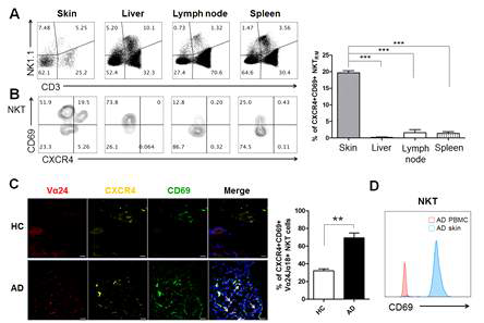 피부 NKTRM에서의 CXCR4 발현 확인 (A) 마우스의 각 조직을 취해 NKT population을 확인함. (B) NKT 세포에서 CD69+ CXCR4+ 세포의 비율을 확인함. 피부에서 특이적으로 CXCR4+ CD69+ NKTRM 세포가 증가함을 확인함. 정상 및 아토피피부염 환자 피부에도 아토피피부염 환자 피부 조직의 CXCR4+ CD69+ NKTRM 세포가 증가함을 (C) 형광 면역 염색 및 (D) flow cytometry를 통해 검증함 (**p<0.01, ***p<0.001)