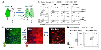 parabiosis 및 KAEDE 마우스를 이용한 피부 NKTRM 세포의 CXCR4 발현 확인 (A) CD90.1 유전자 조작 마우스와 BALB/c 마우스를 parabiosis 하여 2주간 유지함. (B) CD90.1 마우스에서 BALB/c 마우스로 이동한 CD69- TMM 세포와 CD90.1 마우스 내의 CD69+ TRM 세포에서 CXCR4의 발현을 확인함. 피부에서 특이적으로 CD69+ TRM 세포에서 CXCR4발현이 증가되어 있음을 확인함. (C) Green 형광을 띄는 KAEDE 마우스의 귀에 30분간 Violet light를 조사하여 Red 형광을 띄는 것을 확인, 24 시간 후 Green을 띄는 TMM 세포와 Red를 띄는 TRM 세포에서 CXCR4 및 CD69 발현을 확인함. (D) TRM 세포에서 CXCR4 및 CD69 발현이 증가됨을 확인함