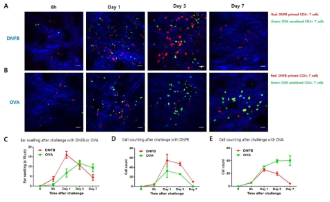 항원 특이성 검증 in vivo live imaging 실험 결과. (A) DNFB로 재감작 시와 (B) Ovalbumin으로 재감작 시 DNFB 감작 CD4 T cell (red)과 Ovalbumin 감작 CD4 T cell (green)의 분포. (C) 시간에 따른 귀 두께의 변화. (D) DNFB 재감작 후 각 형광 세포 수의 변화와 (E) Ovalbumin 재감작 후 각 형광 세포 수의 변화를 나타낸 그래프