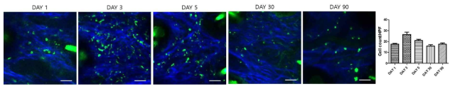 DO11.10-EGFP CD4 T cell의 In vivo live imaging 결과 및 세포 수를 나타낸 그래프