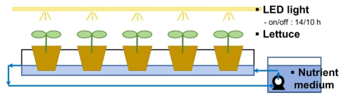 박막 수경식 수경재배 (NFT hydroponic) 시스템