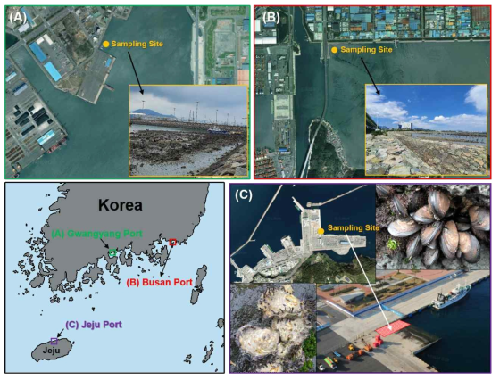 Map showing the monitoring sites visited in August 2019. (A), Gwangyang port; (B) Busan port; (C) Jeju port. Upper right: Septifer virgatus; Lower left: Saccostrea kegaki