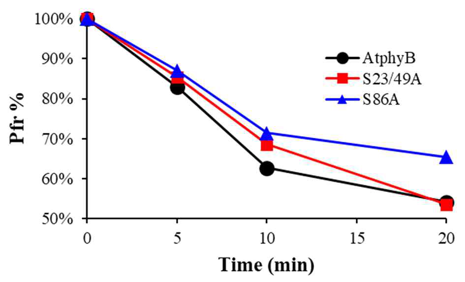 AtphyB 단백질의 thermal/dark reversion 분석. AtphyB 재조합 단백질에 적색광을 조사하여 Pfr 형태로 전환시킨 후 (100% 가정), 암 조건에서 시간에 따라 감소하는 Pfr 형태의 양을 조사하였다. Wild-type (AtphyB)에 비해 S23/49A 및 S86A 돌연변이는 상대적으로 Pfr 감소 속도가 줄어들어 있음을 확인할 수 있다