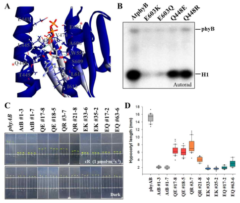 AtphyB kinase 활성 감소 돌연변이 분석. (A) AtphyB의 N-도메인 내 putative ATP-binding site에 대한 분자 모델링. Homology modeling 및 molecular docking simulation을 통해 만들어졌으며, 빨간색 별표는 사이트 돌연변이를 만든 아미노산 잔기들을 보여준다. (B) AtphyB 사이트 돌연변이의 자가인산화 및 kinase 활성 분석 결과. Q448 및 E603 아미노산 잔기를 치환시킨 AtphyB 돌연변이들의 자가인산화 (phyB) 및 kinase 활성 (H1) 분석 결과를 보여준다. Kinase 활성 분석을 위해 histone H1 단백질을 기질로 이용하였다. (C-D) AtphyB 사이트 돌연변이가 도입된 식물체의 광 반응성 분석. 암 조건 및 적색광 조건에서 배양한 seedling (C) 및 이를 이용하여 hypocotyl length를 측정한 결과를 보여준다 (D)