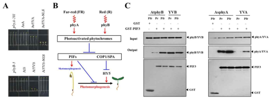 AsphyA 및 AtphyB의 항시 활성 돌연변이. (A) 항시 활성 돌연변이 도입 식물체의 암 조건에서의 seedling 표현형. phyA-201, phyA 결핍 애기장대 (Ler ecotype); AsA, AsphyA 과발현 애기장대 (대조구); AsYVA, AsphyA의 항시 활성 돌연변이 (YVA) 도입 애기장대; AsYVA-NLS, NLS-fused AsYVA 도입 애기장대; phyB-5, phyB 결핍 애기장대; AtB, AtphyB 과발현 애기장대 (대조구); AtYVB, AtphyB의 항시 활성 돌연변이 (YVB) 도입 애기장대; AtYVB-NES, NES-fused AtYVB 도입 애기장대. (B) 파이토크롬에 의한 식물의 광형태형성 신호전달 모식도. 식물의 광형태형성 발달 유도를 위해서는 HY5 전사인자의 축적이 필요한데, 활성화된 파이토크롬은 핵으로 이동하여 암형태형성 (skotomorphogenesis)을 유지하고 광형태형성을 억제하고 있는 PIF 인자의 단백질 분해를 유도하고, HY5 단백질을 분해하는 COP1/SPA complex를 해리시켜 불활성화 시키는 기전으로 작용한다. 궁극적으로는 축적된 HY5에 의한 광형태형성 관련 유전자 발현이 조절된다. (C) YVA 및 YVB와 PIF3 단백질 간 상호작용 분석 결과. 통상 wild-type phyA 및 phyB의 경우 활성화 형태인 Pfr-specific하게 PIF3 단백질과 결합한다. 하지만 YVB는 파이토크롬의 두 형태 (Pr & Pfr) 모두 PIF3 인자와 결합하는 반면, YVA는 PIF3 인자와의 상호작용이 현저히 감소되어 있음을 확인할 수 있다
