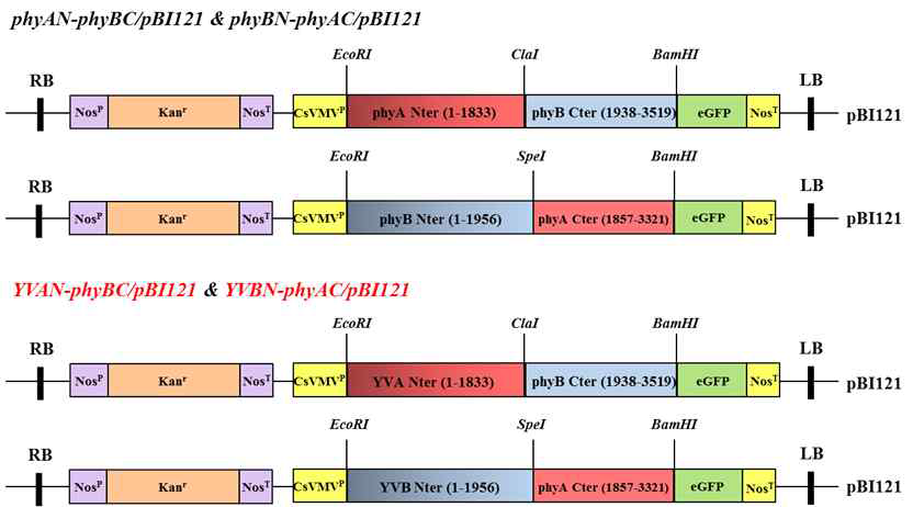 항시 활성 phyA 및 phyB 돌연변이를 이용하여 제작한 chimeric construct. phyAN-phyBC, wild-type phyA N-terminal domain (Nter)에 wild-type phyB C-terminal domain (Cter)을 붙인 유전자; phyBN-phyAC, Nter of wild-type phyB plus Cter of wild-type phyA; YVAN-phyBC, Nter of YVA plus Cter of wild-type phyB; YVBN-phyAC, Nter of YVB plus Cter of wild-type phyA