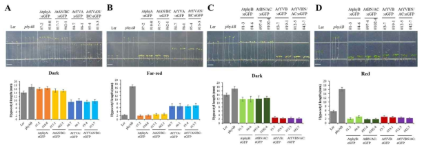 항시 활성 파이토크롬을 이용한 chimeric construct 도입 식물체의 광 반응성 분석 결과. (A-B) 암 조건 및 원적색광 조건에서의 YVA chimeric construct 도입 식물체의 광 반응성 분석. AtYVAN/BC construct 도입 식물체는 AtYVA 도입 식물체와 동일하게 weak cop 표현형을 보여주었다. 또한 AtAN/BC 및 AtphyA 도입 식물체의 표현형이 유사하게 나타나, phyA 기능에 N-domain이 중요함을 제시하였다. (C-D) 암 조건 및 적색광 조건에서의 AtYVB chimeric construct 도입 식물체의 광 반응성 분석. AtYVBN/AC construct 도입 식물체는 AtYVB 도입 식물체와 동일하게 strong cop 표현형을 보여주었다. 또한 AtBN/AC 및 AtphyB 도입 식물체의 표현형이 유사하게 나타나, phyB 기능에도 N-domain이 중요함을 추정할 수 있다