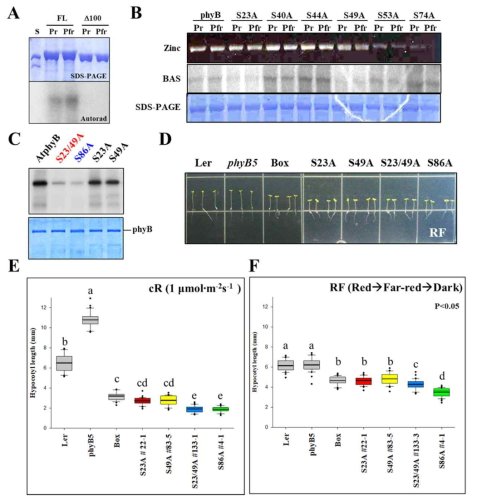 AtphyB 자가인산화 돌연변이의 식물체 내 기능 분석. (A) Full-length (FL) 및 NTE-deleted (△100) AtphyB 재조합 단백질의 자가인산화 분석 결과. SDS-PAGE 및 인산화 분석 결과(Autorad)를 보여준다. (B-C) NTE 내 인산화 가능한 serine 잔기 치환 돌연변이들의 자가인산화 분석 결과. S23/49A, S23A & S49A double mutant. (D) RF 광 조건에서의 hypocotyl length 사진. RF 광 조건은 white light에서 24시간 처리 후 [red light, 1 min (20 μmol∙m-2s-1)/far-red light, 3 min (36 μmol∙m-2s-1)/dark, 56 min] cycle을 3일간 처리한 조건이다. 이 조건에서는 phyB의 thermal/dark reversion (활성화 Pfr 형태가 불활성화 Pr 형태로 전환되는 것)을 가속화 시켜 phyB 기능을 보다 명확히 관찰할 수 있다. (E-F) 적색광 조건 (cR) 및 RF 광 조건에서의 hypocotyl length 측정 결과