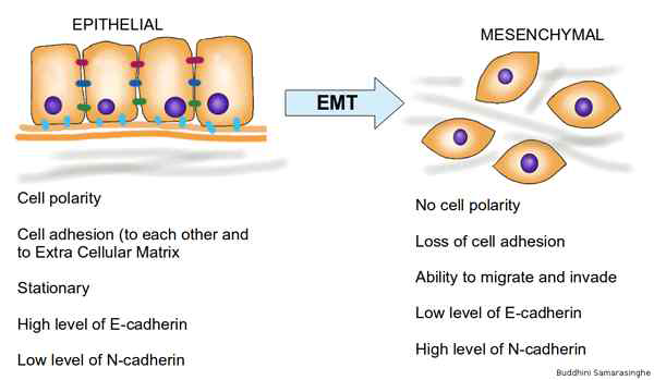 EMT (epithelial-to-mesenchymal transition) 과정을 설명하는 모식도. 상피세포(epithelial cell)는 중간엽 세포(mesenchymal cell)에 비해서 세포 간 부착력이 높고 높은 양의 E-cadherin을 발현한다. 또한 상대적으로 이동이나 침투 능력이 중간 엽 세포에 비해 낮다. 무엇보다도 중간 엽 세포는 상피세포와는 다르게 polarity가 없다