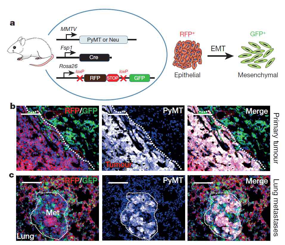 EMT (epithelial-to-mesenchymal transition) 과정을 동물모델에서 확인하는 방법 개발. a. 실험에 필요한 동물모델 제작 모식도. MMTV promoter로 발현되는 polyoma middle-T (PyMT) 혹은 Neu oncogene construct 구축. Fsp1 promoter에 의해 발현되는 Cre recombinase construct 구축. rosa26 locus에 beta-actin promoter로 조절되는 floxed-RFP-STOP-floxed-GFP construct 구축. 결과로 상피세포에서는 RFP를 띄고, 중간 엽세포에서는 GFP를 띄는 세포를 가진 동물모델이 만들어짐. b. primary tumor는 RFP를 띠는 것을 확인. c. 폐 조직으로 전이된 세포들도 RFP를 띠는 것을 확인함