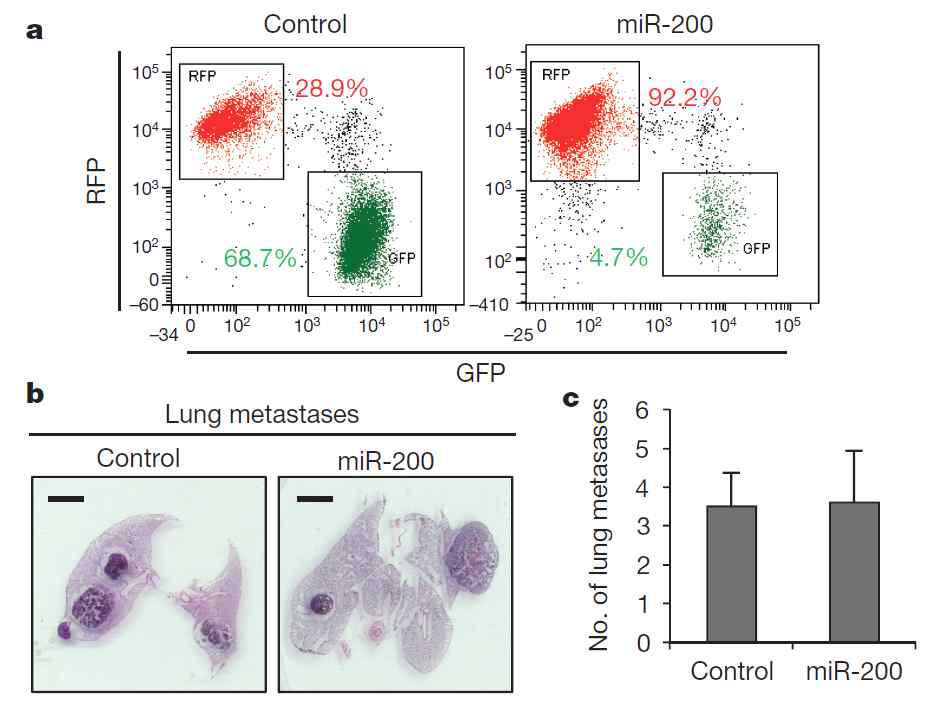 miR-200에 의해 EMT를 억제한 결과 암의 전이가 차이가 없음을 보임. a. flow cytometry 실험 결과 miR-200이 epithelial 세포를 유지하는 것으로 나타남. b. 폐 조직으로 전이된 결과에서 miR-200의 경우에 대조군에 비해 차이가 없음을 보임. c. 정량분석 결과도 두 집단의 경우에 차이가 없음을 보임