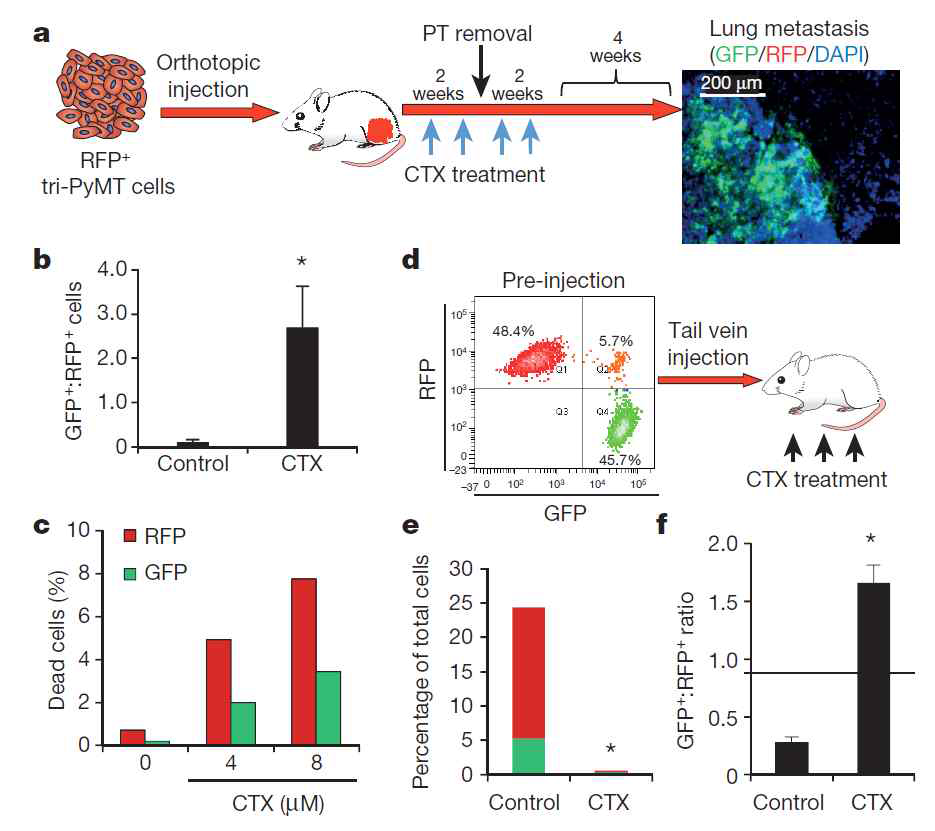 마우스모델을 이용한 항암제 cyclophosphamide(CTX)에 의한 항암 저항성 연구. a. 마우스에 EMT 전환 세포를 주입한 후 CTX를 투여하는 실험 모델의 모식도. 일주일에 한번씩 100mg/kg의 CTX를 4주 동안 투여함. b. CTX를 투여한 경우 GFP를 띠는 세포수가 대조군에 비해 압도적으로 많은 것으로 나타남. c. GFP를 띠는 세포의 경우 세포사멸이 적은 것으로 나타남. d. EMT 변환 세포를 마우스에 주입하는 모델의 모식도. 주입시 GFP와 RFP의 비율을 보여줌. e. CTX를 투여후에 세포사멸이 일어남을 보여줌. f. CTX를 투여후에 사멸된 세포가 RFP를 띠는 세포가 압도적으로 많음을 보여줌